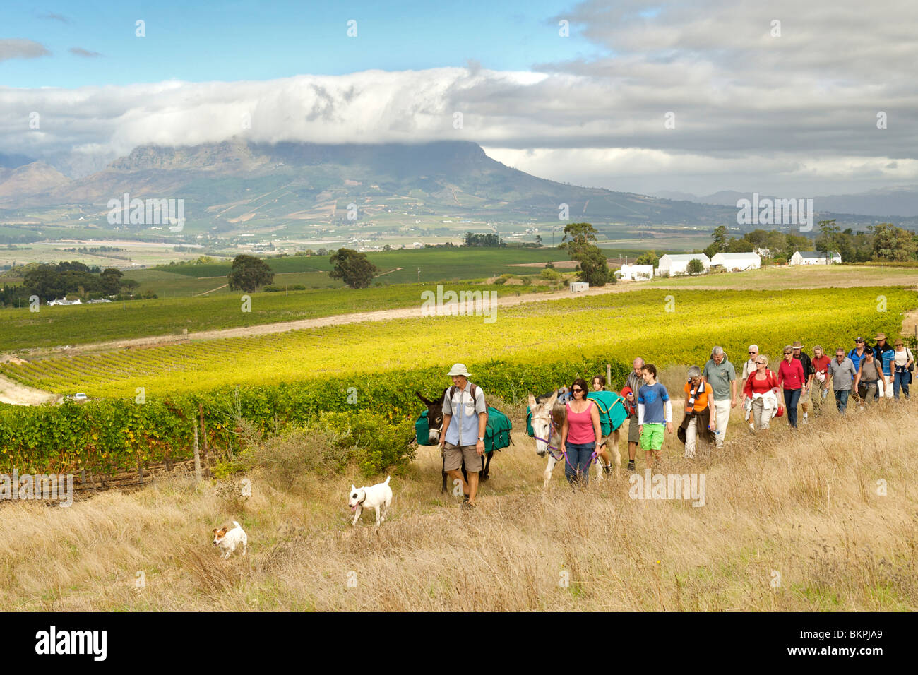 Ingrid et Luca Bein prendre des visiteurs sur une promenade à travers les vignobles Stellenbosch, Western Cape, Afrique du Sud. Banque D'Images