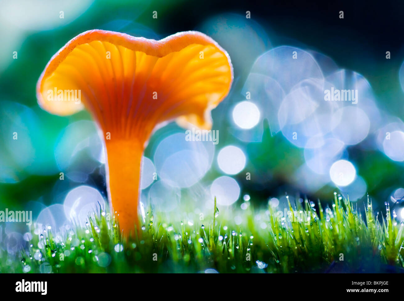 Vue latérale du macro (waxcap Vermilion Hygrocybe miniata) Banque D'Images