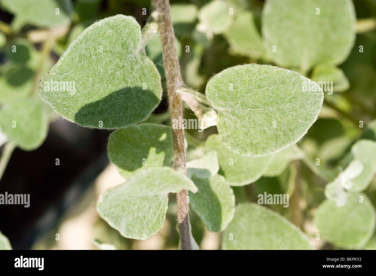 Kocanki wlochate Helichrysum petiolare, réglisse, plant , composées, Asteraceae, Helichrysum petiolare, Afrique du Sud Banque D'Images