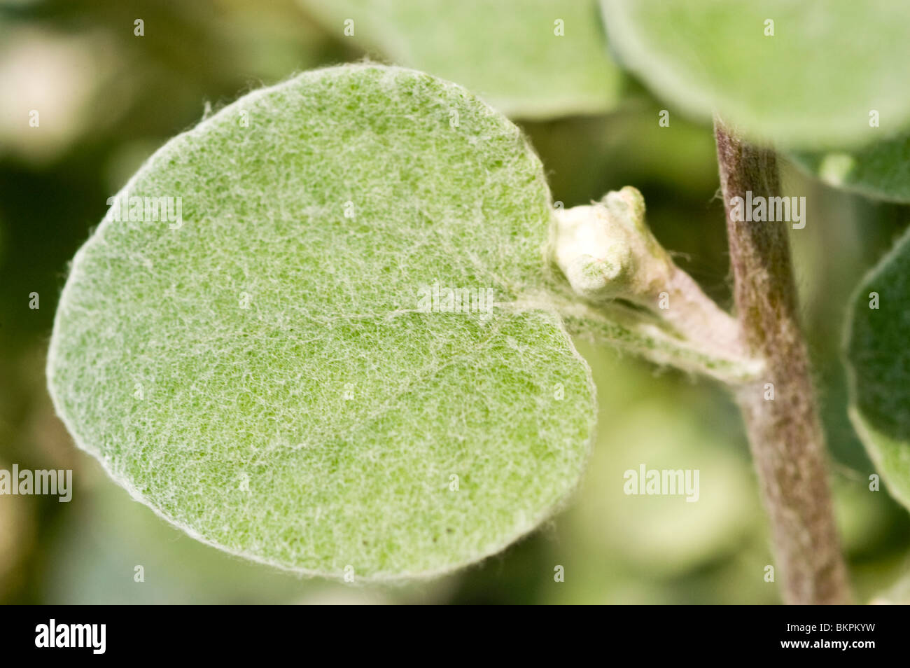 Kocanki wlochate Helichrysum petiolare, réglisse, plant , composées, Asteraceae, Helichrysum petiolare, Afrique du Sud Banque D'Images