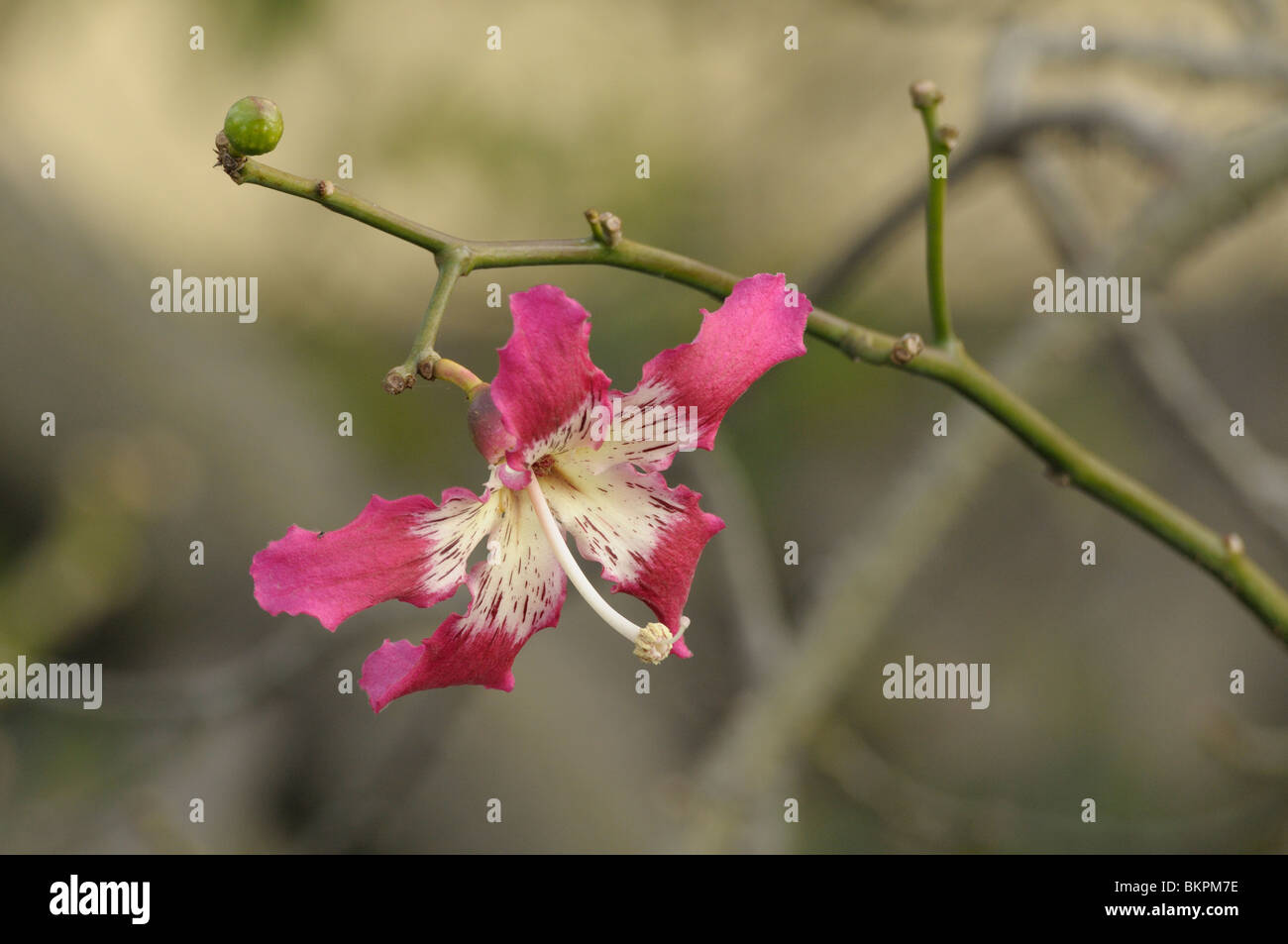 Bloem van kapokboom ; fleur de kapokier Banque D'Images