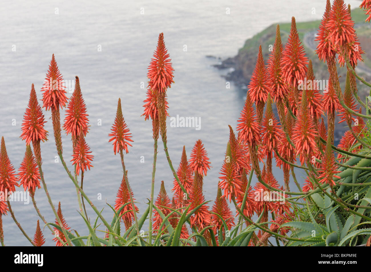 Fleurs d'aloès l'épée sur la côte de l'océan Atlantique Banque D'Images