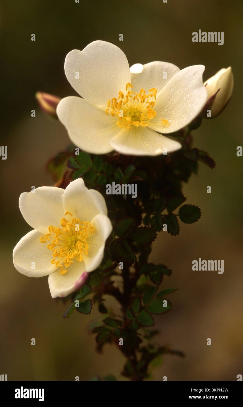 Stengel en twee bloemen duinroos ; pédoncule et deux fleurs rose Burnett Banque D'Images