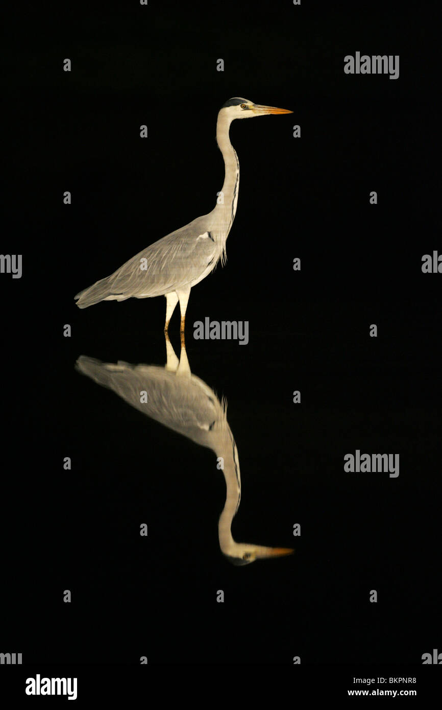 Héron cendré la nuit, Afrique du Sud Banque D'Images