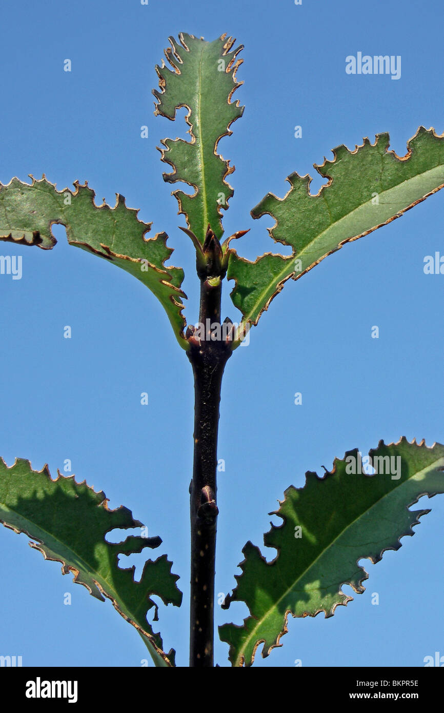 Les feuilles des troènes sauvages mangés par les escargots Banque D'Images
