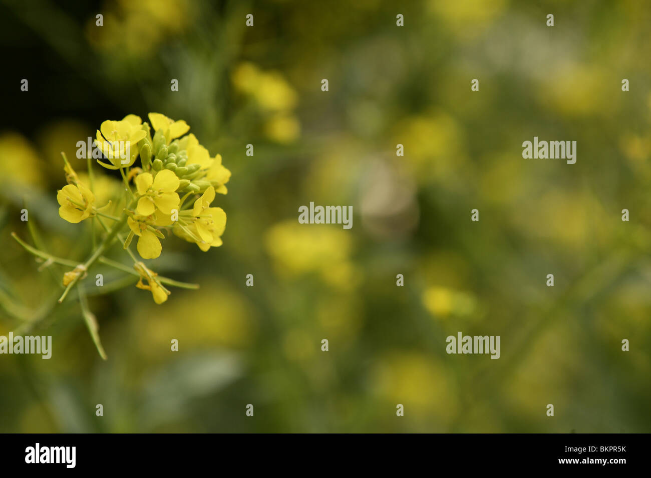 Fleur de moutarde Sinapis fleurs jaunes de l'Aiba et des plantes, de la nature Banque D'Images