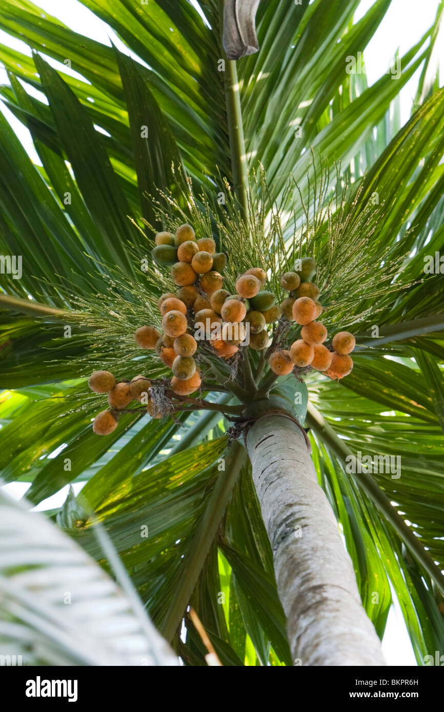 Palmier d'arec (Areca catechu) avec noix d'arec (Betelnuts) Banque D'Images