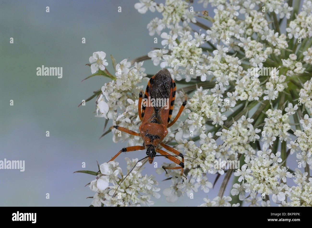 Assassin bug sur ombelle rouge en Provence France Banque D'Images