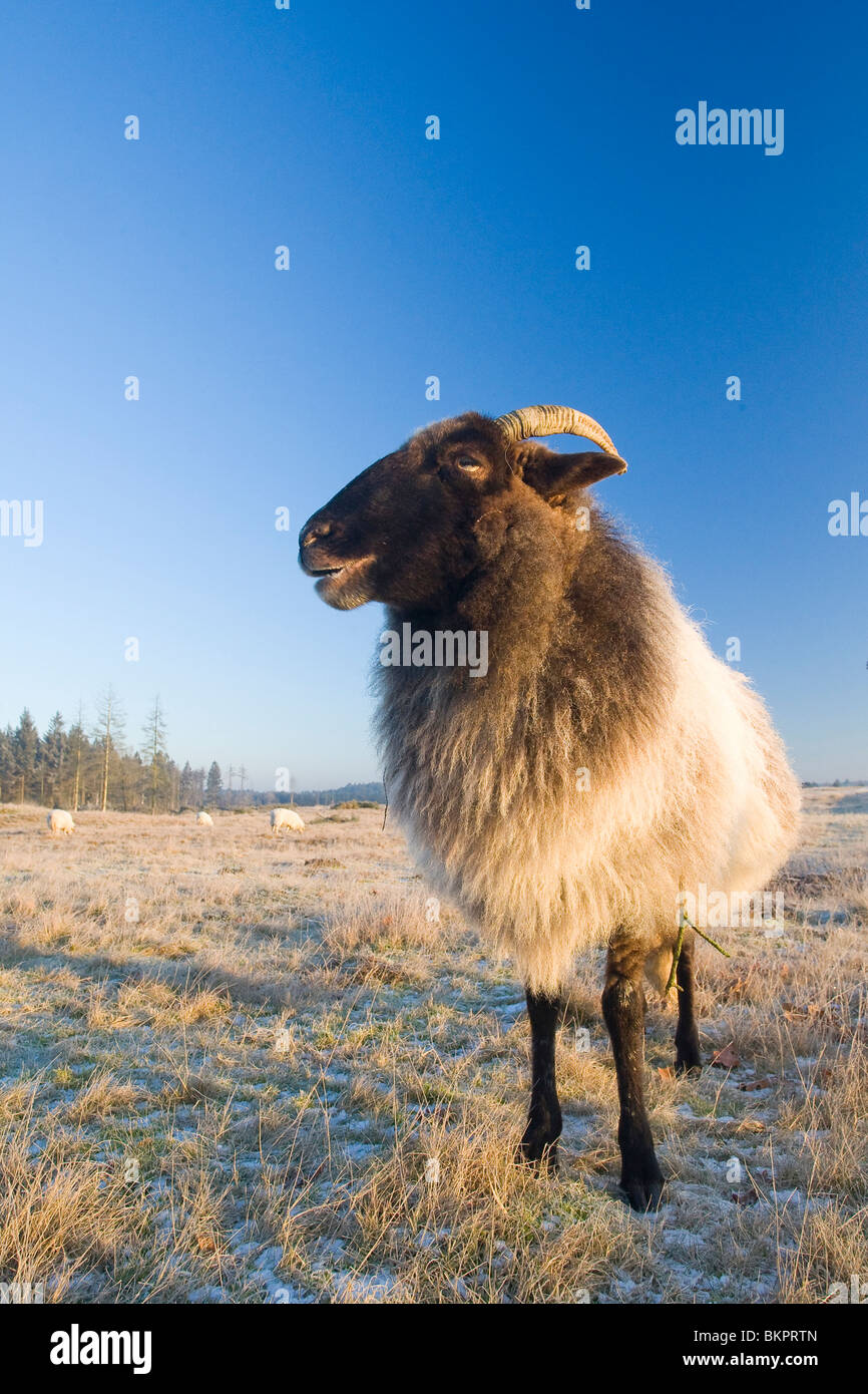 Schaap op het Aekingerzand ; Moutons sur le Aekingerzand Banque D'Images