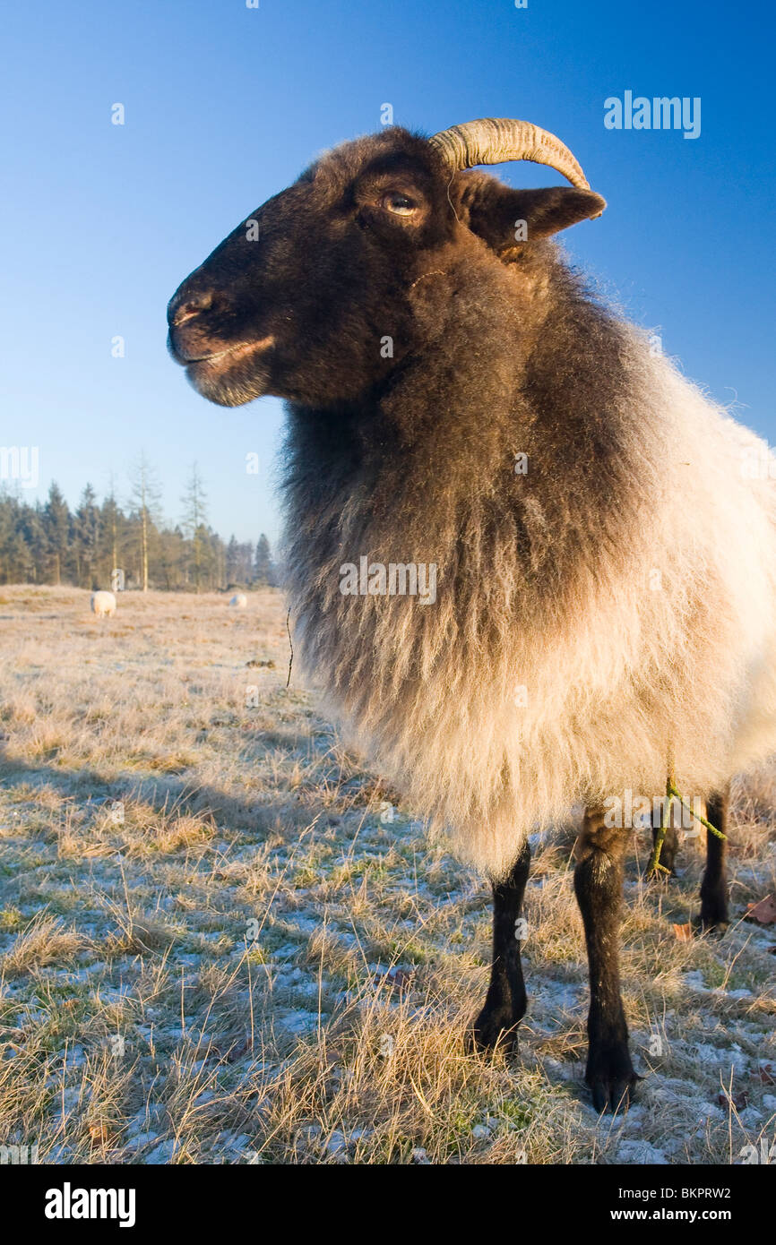 Schaap op het Aekingerzand ; Moutons sur le Aekingerzand Banque D'Images