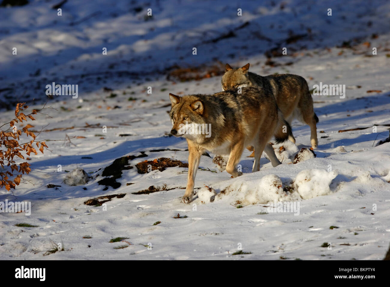 Le loup, Canis lupus, Raubtier, hiver, schnee Banque D'Images