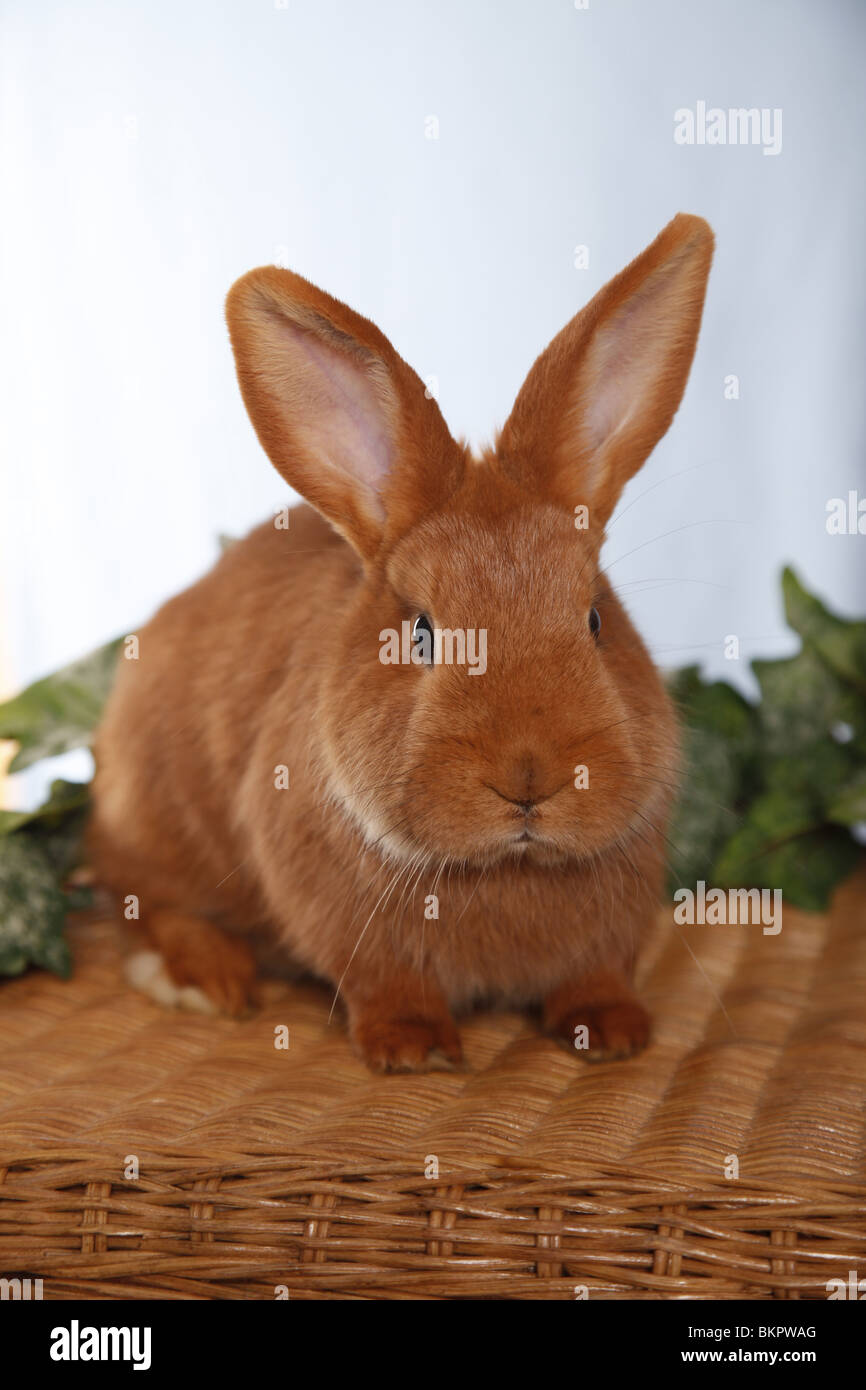 Neuseeländer / lapin Banque D'Images