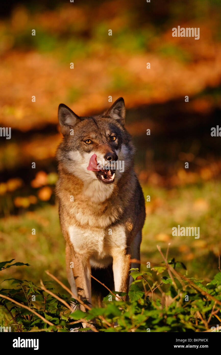 Le loup, Canis lupus, dans la chaude lumière Banque D'Images