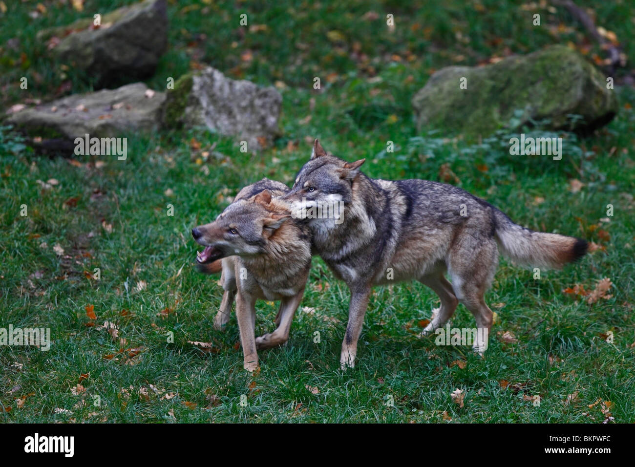 Le loup, Canis lupus, les combats Banque D'Images