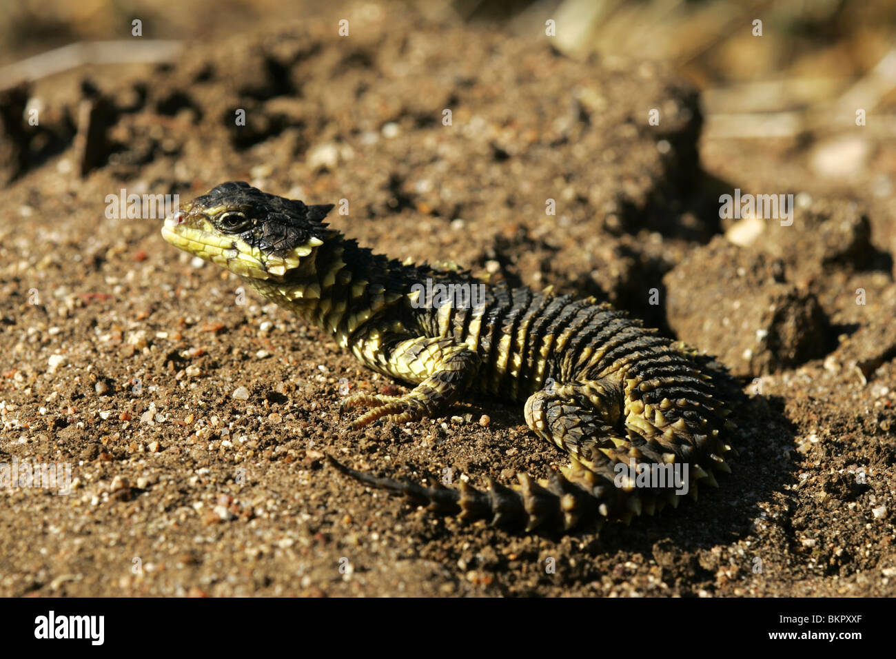 Sungazer Lizard, Afrique du Sud Banque D'Images