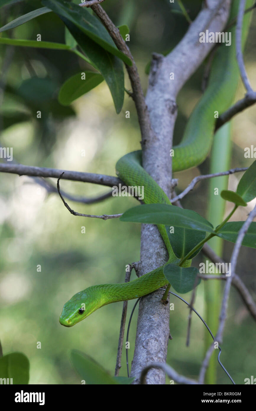 Green Mamba, Afrique du Sud Banque D'Images
