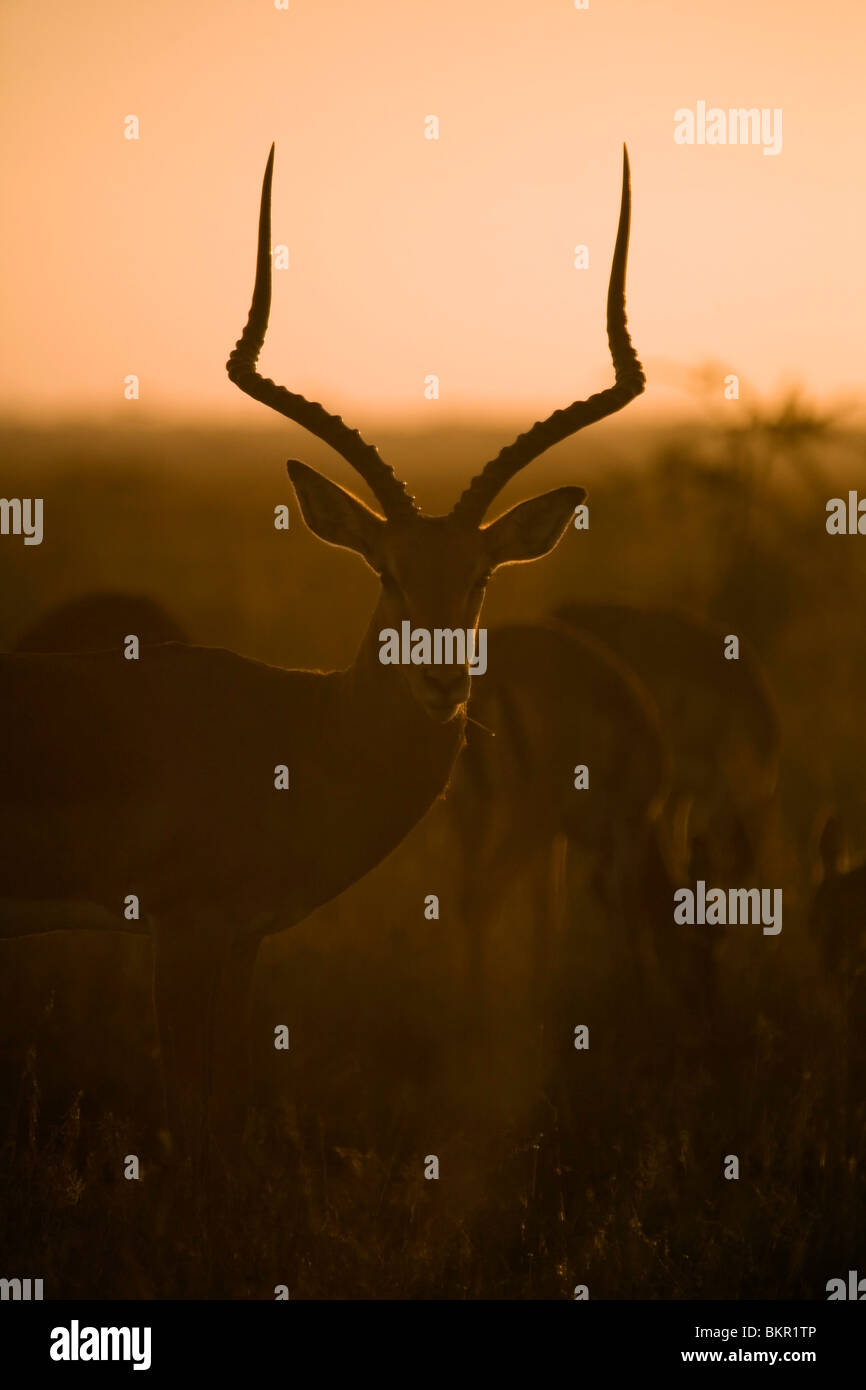 La Tanzanie, Serengeti. Un mâle impala (buck) tôt le matin les brouillards. Banque D'Images