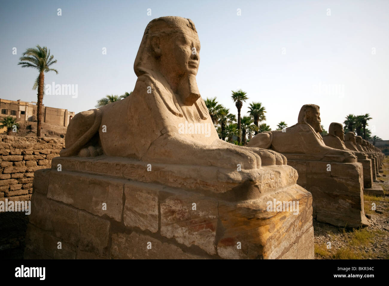 L'Egypte, Louxor. Sphinx antique forment une avenue menant au temple de Louxor. Banque D'Images