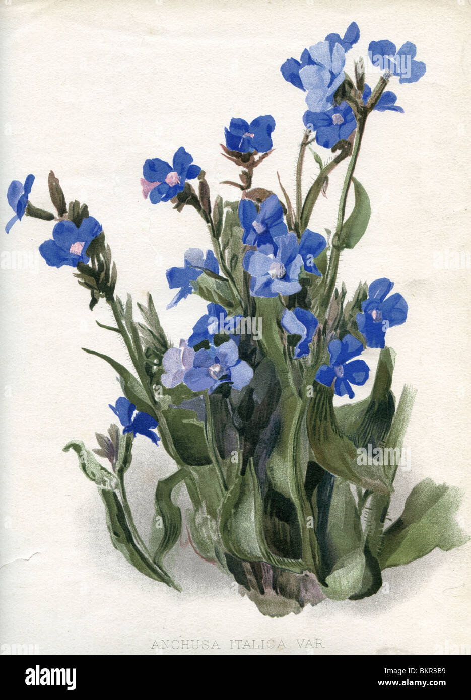 Anchusa italica var (ou grande Orcanette bleu) Banque D'Images