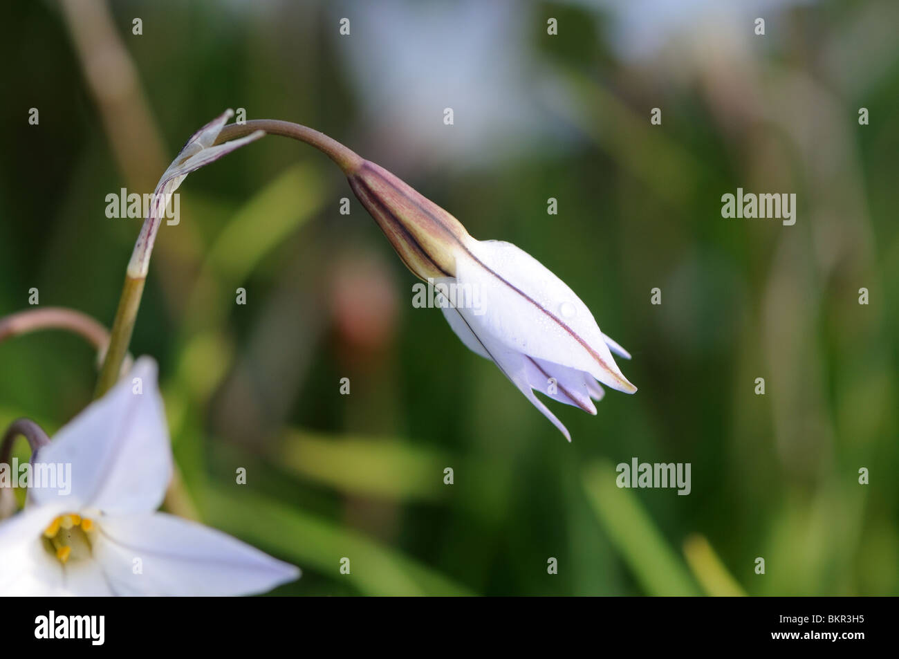 Ipheion uniflorum bud Banque D'Images