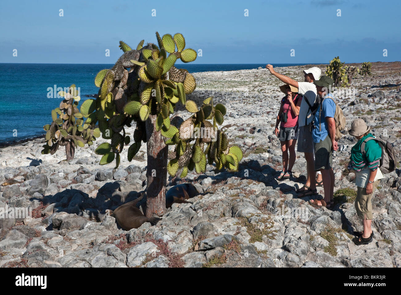 Îles Galápagos, l'île South Plaza, Galapagos les lions de mer se reposant sous un énorme arbre cactus. Banque D'Images