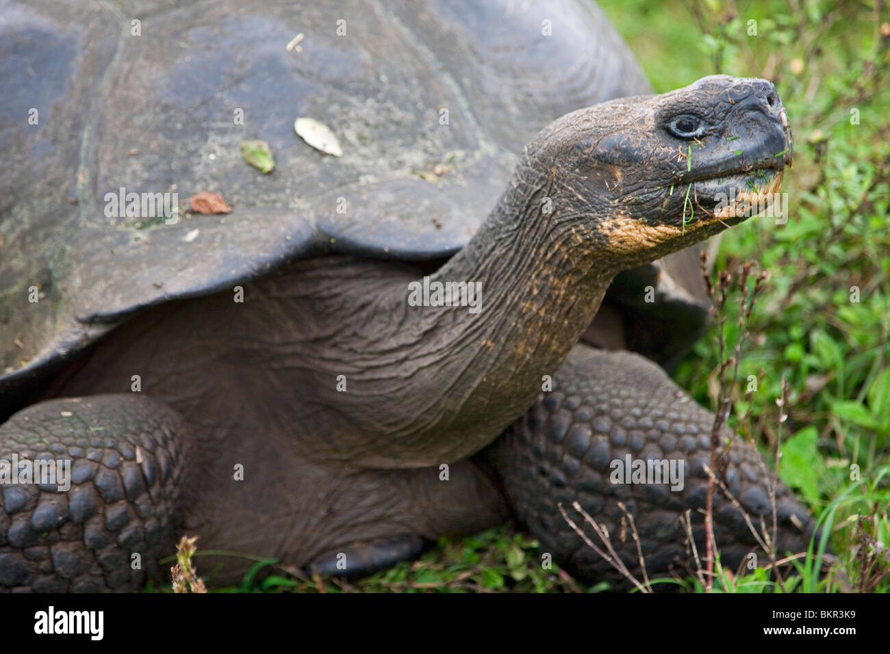 Îles Galapagos, une tortue géante qui après les îles Galapagos ont été nommés. Banque D'Images