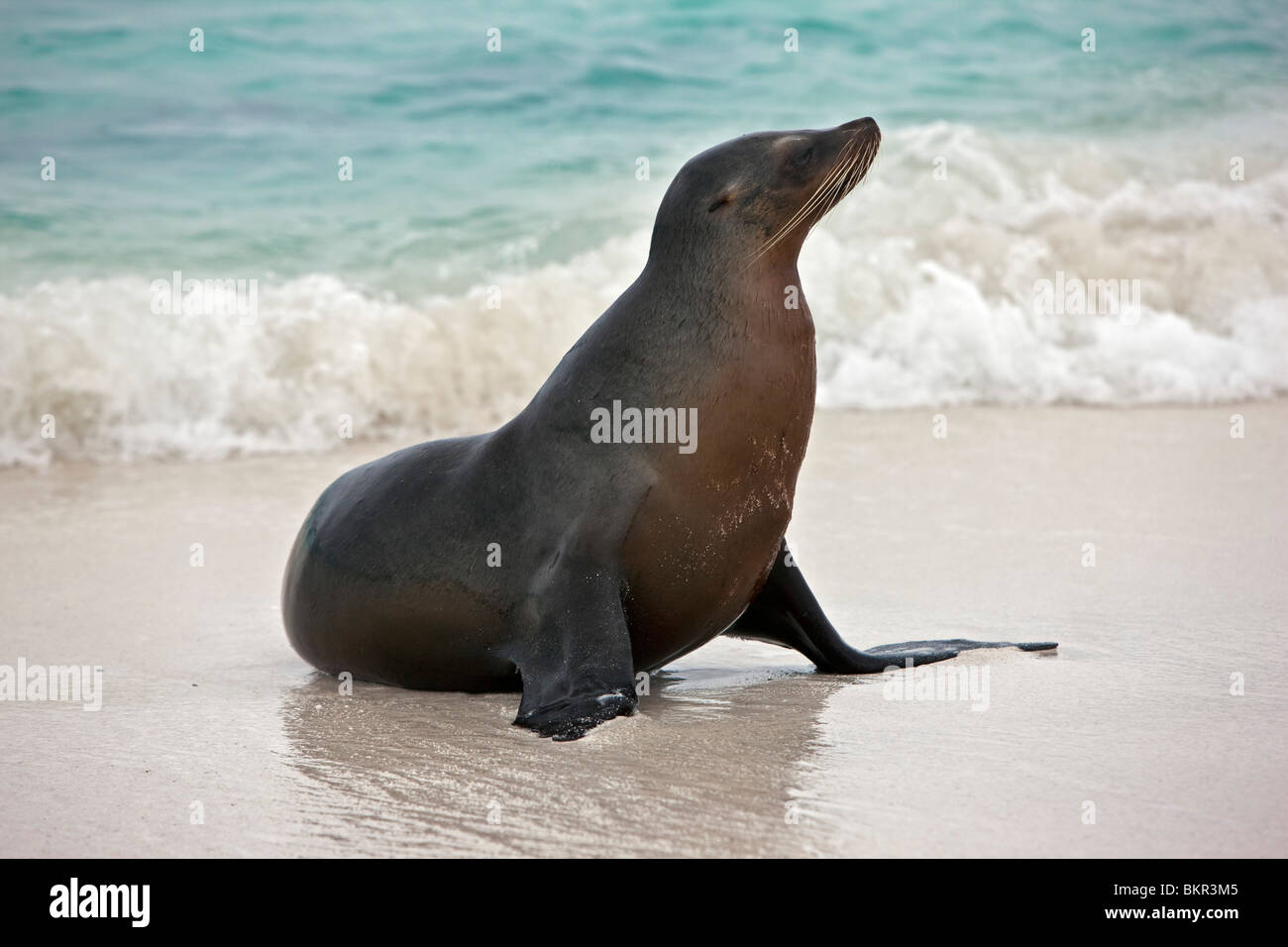 Îles Galápagos, Un lion de mer Galapagos sur la plage de sable de l'île Espanola. Banque D'Images