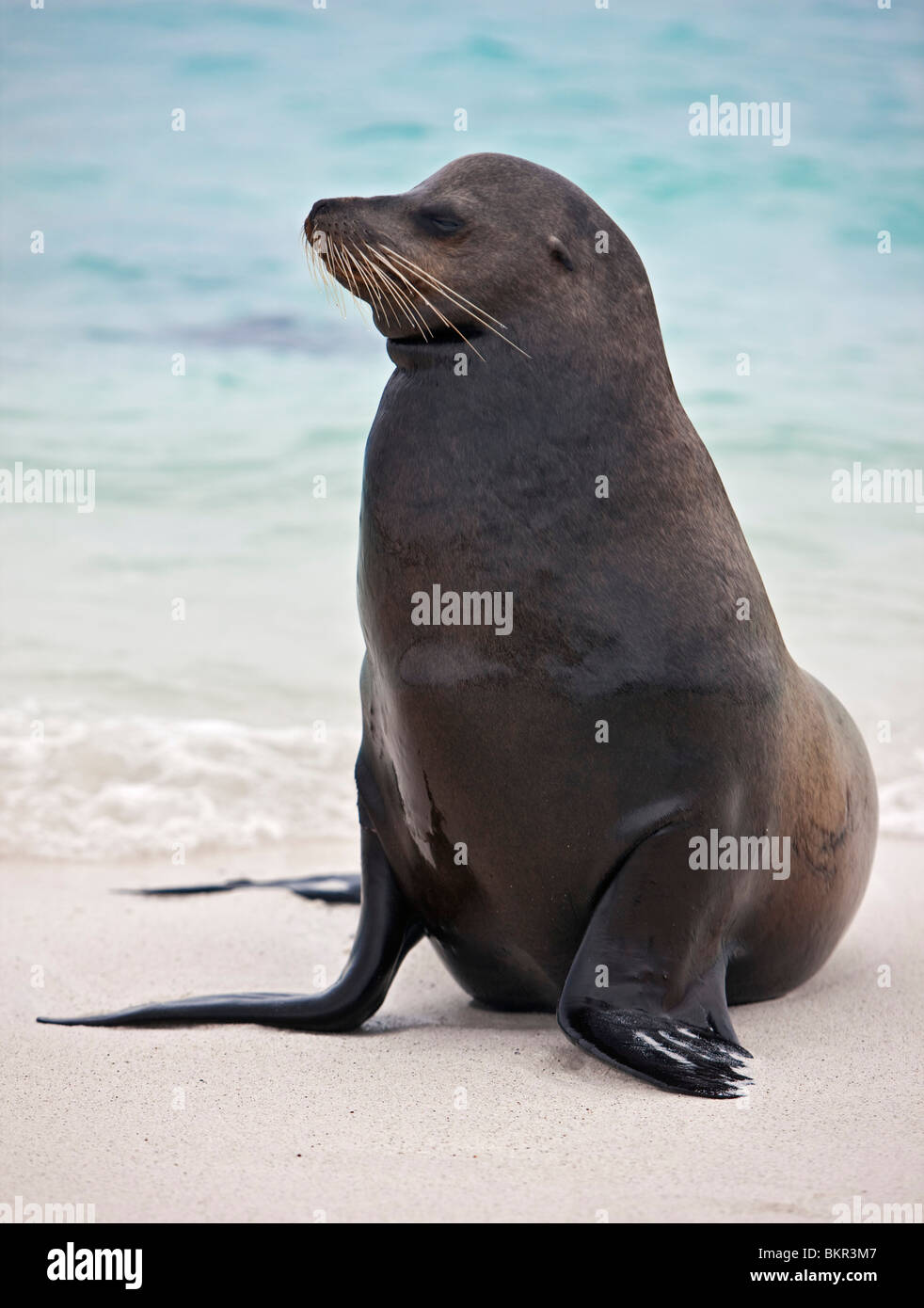 Îles Galápagos, Un lion de mer Galapagos sur la plage de sable de l'île Espanola. Banque D'Images