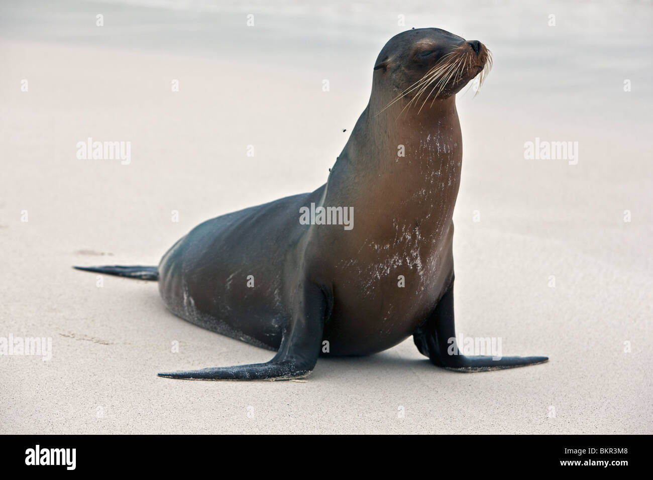 Îles Galápagos, Un lion de mer Galapagos sur la plage de sable de l'île Espanola. Banque D'Images