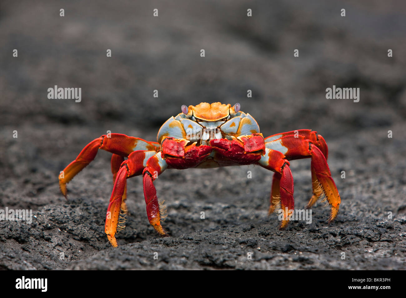 Les îles Galapagos, Sally Lightfoot lumineux ou Crabe Crabe lave rouge - sur l'île de Fernandina. Banque D'Images