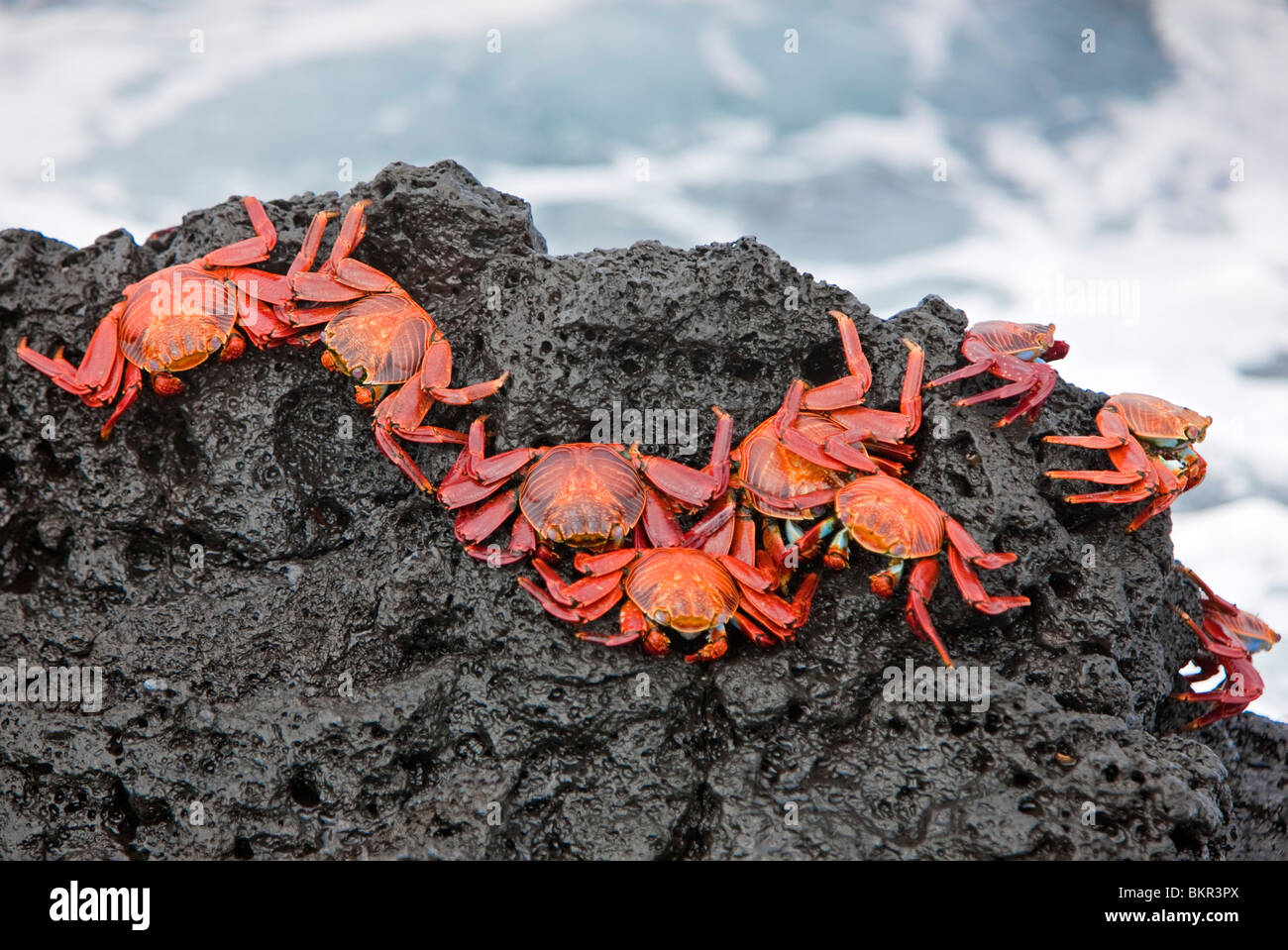 Îles Galápagos, Sally Lightfoot crabes ou lave rouge - crabes sur l'île de Santiago. Banque D'Images