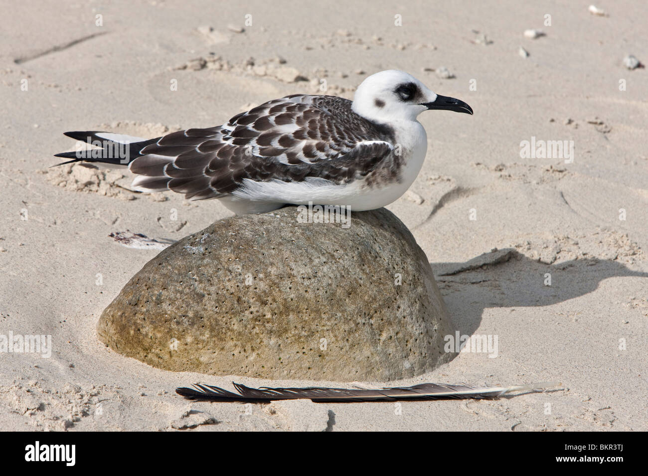 Îles Galápagos, un juveline swallow-tailed gull sur île Genovese. Banque D'Images