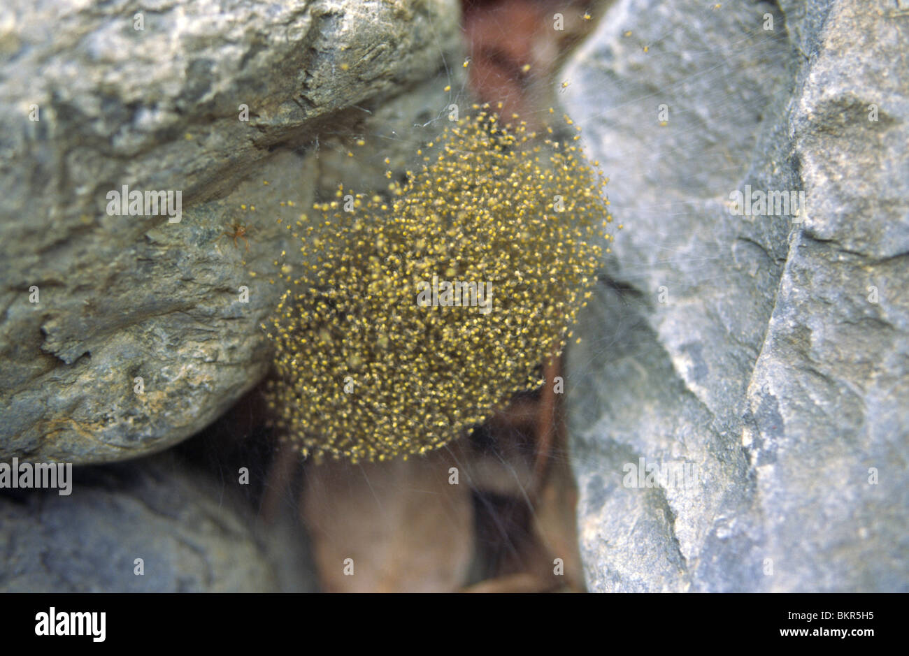 Un Nid D Araignees Bebe Jaune Queensland Australie Photo Stock Alamy Un Nid D Araignees Bebe Jaune Queensland Australie Photo Stock Alamy