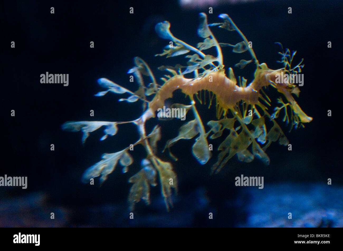 Dragon de mer feuillu, Phycodorus eques, l'Aquarium de Sydney, Sydney, Australie Banque D'Images