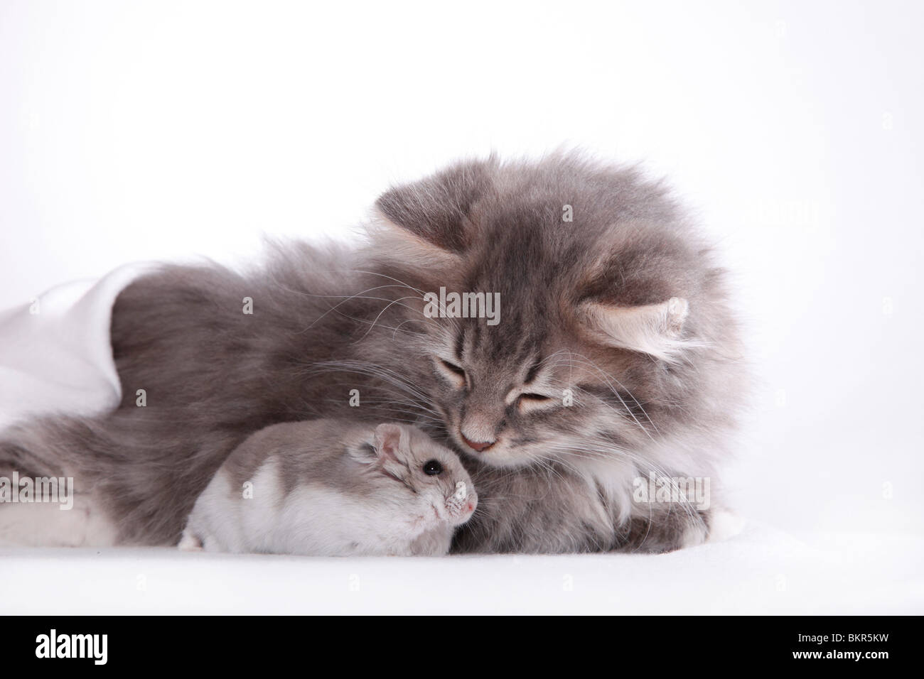 Sibirische Katze Und Zwerghamster Chat Siberien Et Hamster Nain Photo Stock Alamy Sibirische Katze Und Zwerghamster Chat Siberien Et Hamster Nain Photo Stock Alamy