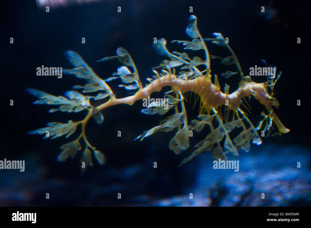 Dragon de mer feuillu, Phycodorus eques, l'Aquarium de Sydney, Sydney, Australie Banque D'Images