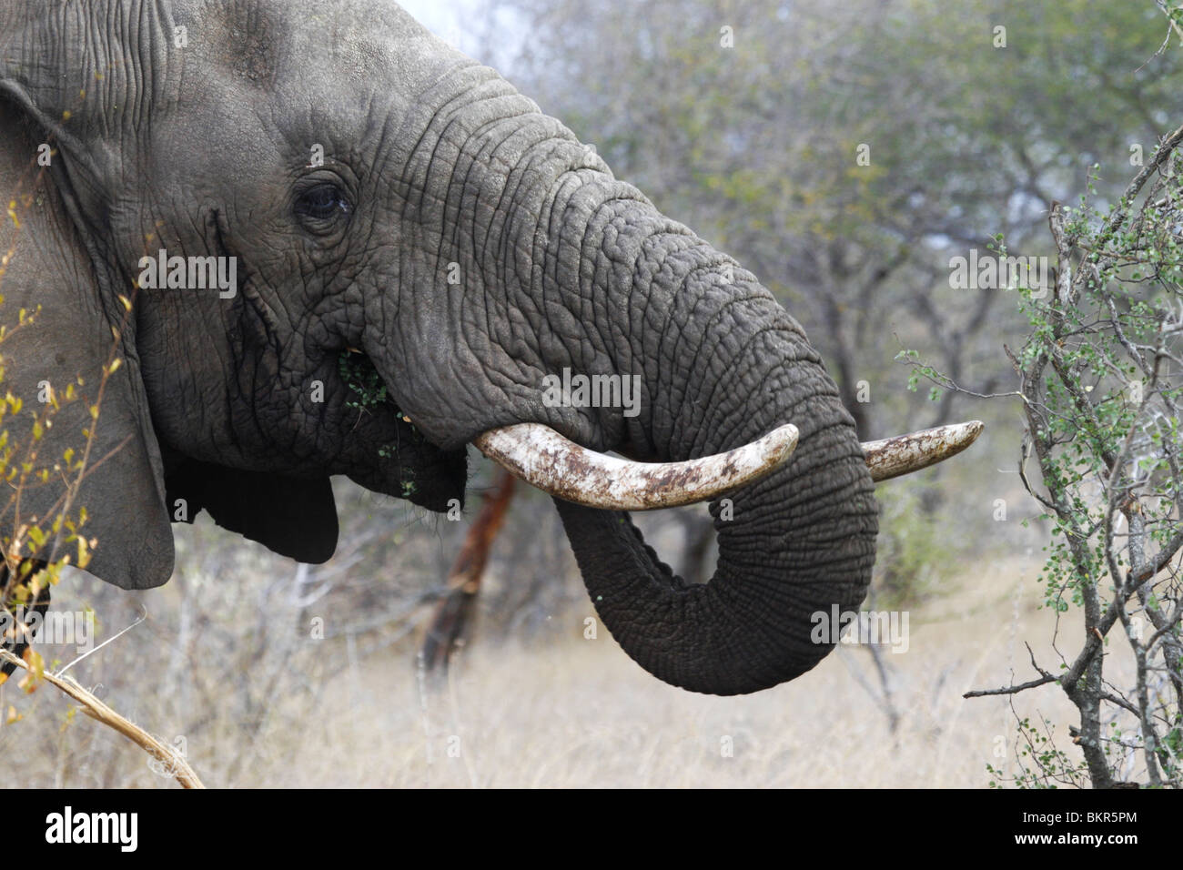 African, Éléphant, manger, Kruger Park, Afrique du Sud Banque D'Images