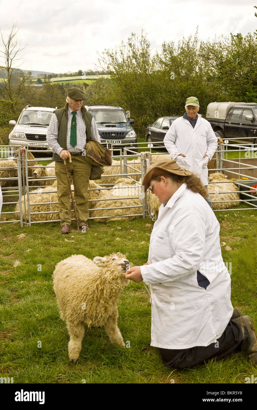 Pays ou comté show avec les agriculteurs montrant des moutons, live stock pens en arrière-plan le Devon England UK 2010 Banque D'Images