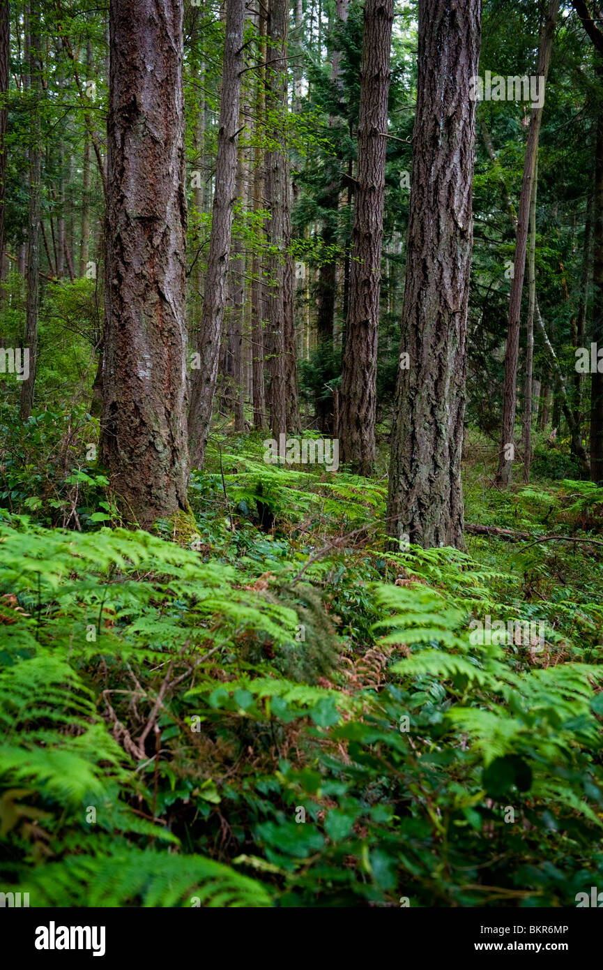 Une belle forêt de sapins Douglas trouvés sur le manteau de l'ouest de l'île San Juan près du camp anglais site historique. Banque D'Images