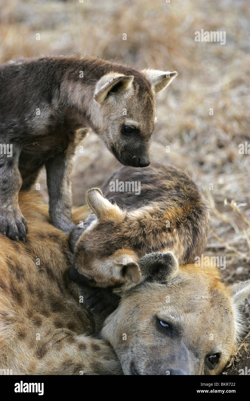 L'hyène tachetée, Kruger Park, Afrique du Afroca Banque D'Images