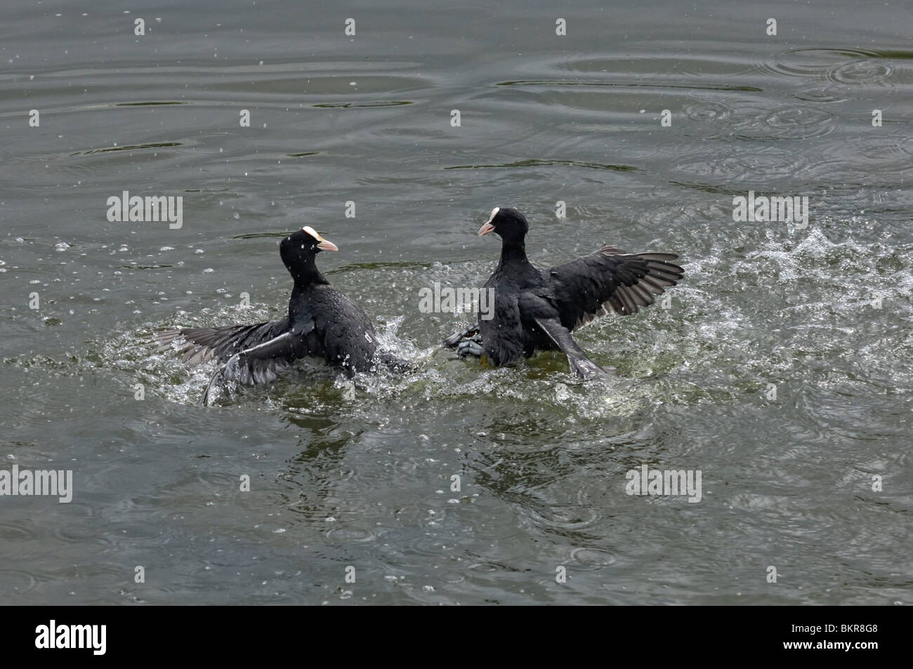 Deux oiseaux sur l'eau Lutte contre l Banque D'Images