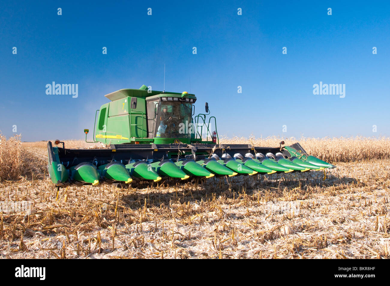 La récolte de maïs sur les Froese ferme près de Winkler, au Manitoba, Canada. Banque D'Images