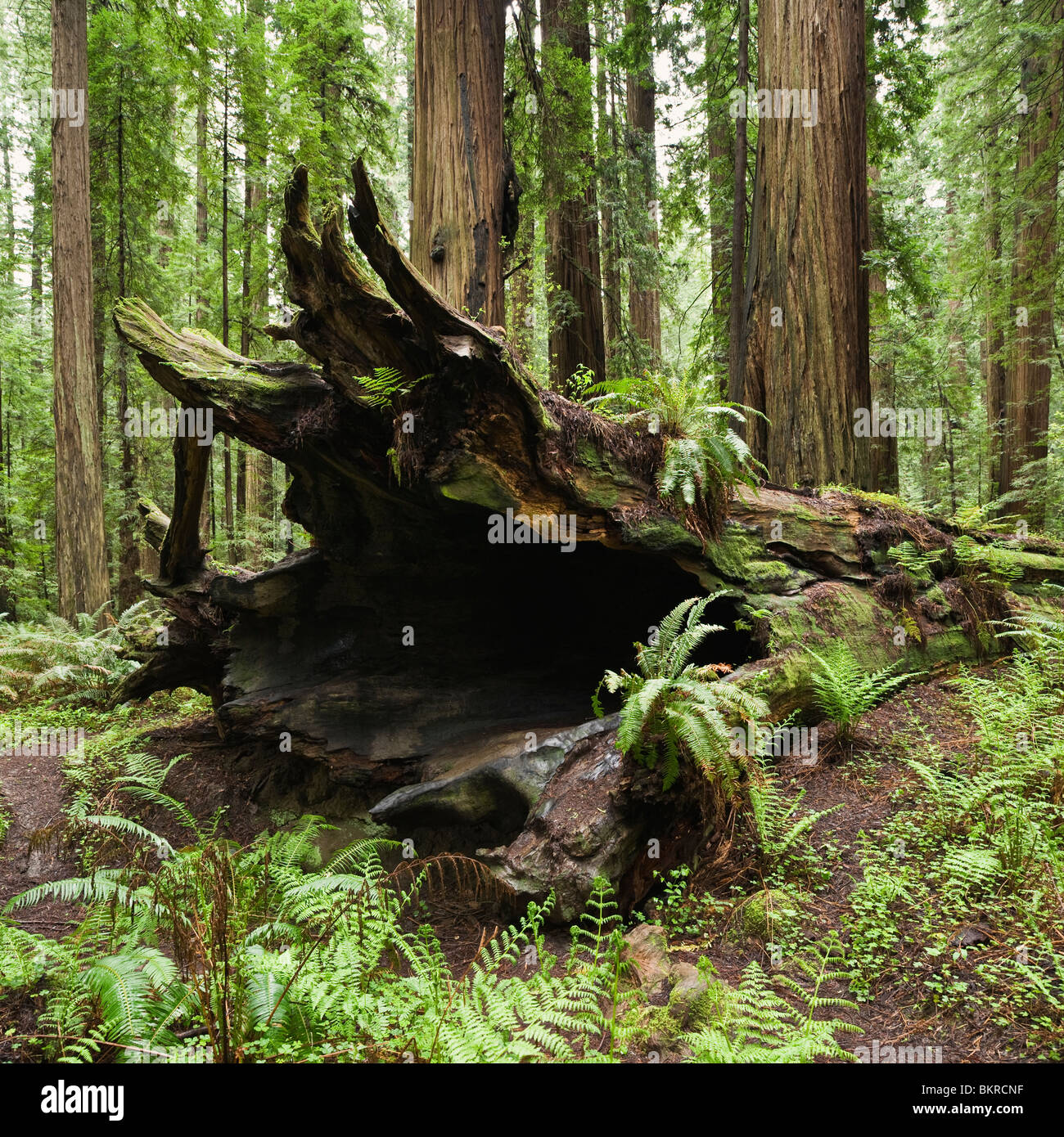Redwood tree côtières tombé, Humboldt Redwoods State Park, Californie Banque D'Images