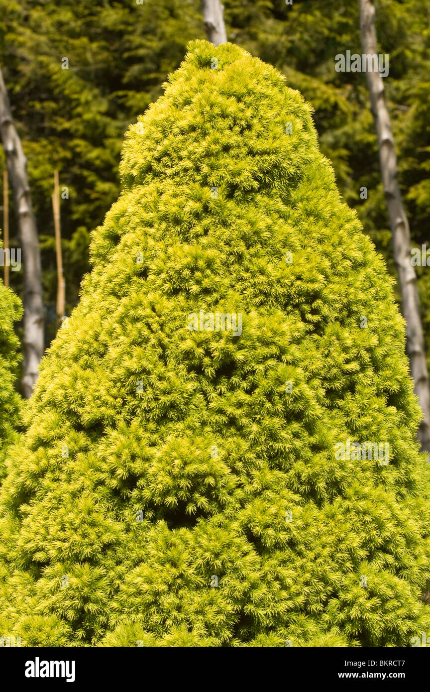 Picea glauca Conica, cône de pin nain, Rainbow's End , Pinaceae, Close up , Alberta pin nain, au Canada, en Amérique du Nord, swierk Banque D'Images