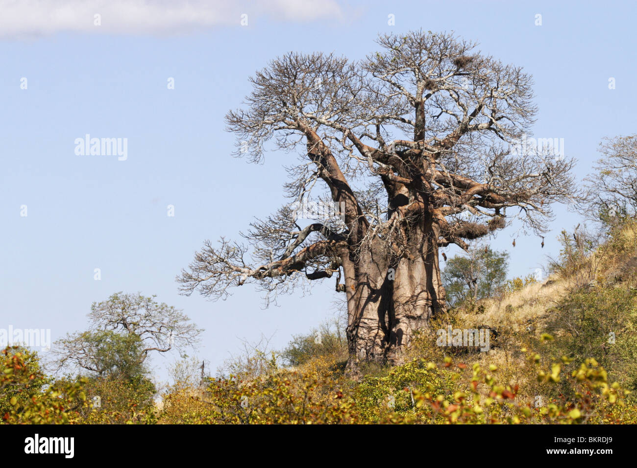 Baobab, Parc National Kruger, Afrique du Sud, Banque D'Images
