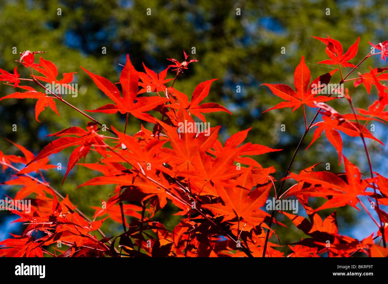 Feuilles rouges d'érable japonais, Acer palmatum Banque D'Images