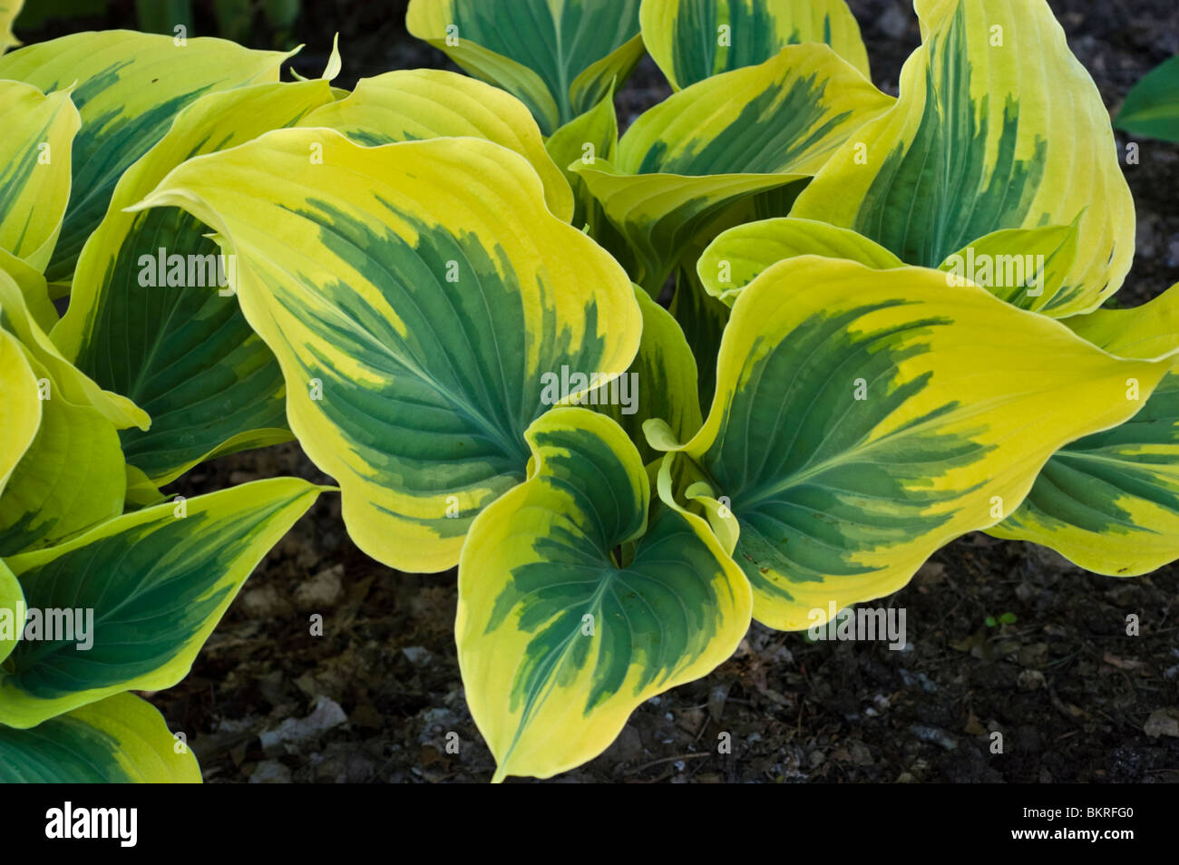 Vert Jaune feuilles d'Hosta large bord, Hostaceae, Hosta Banque D'Images