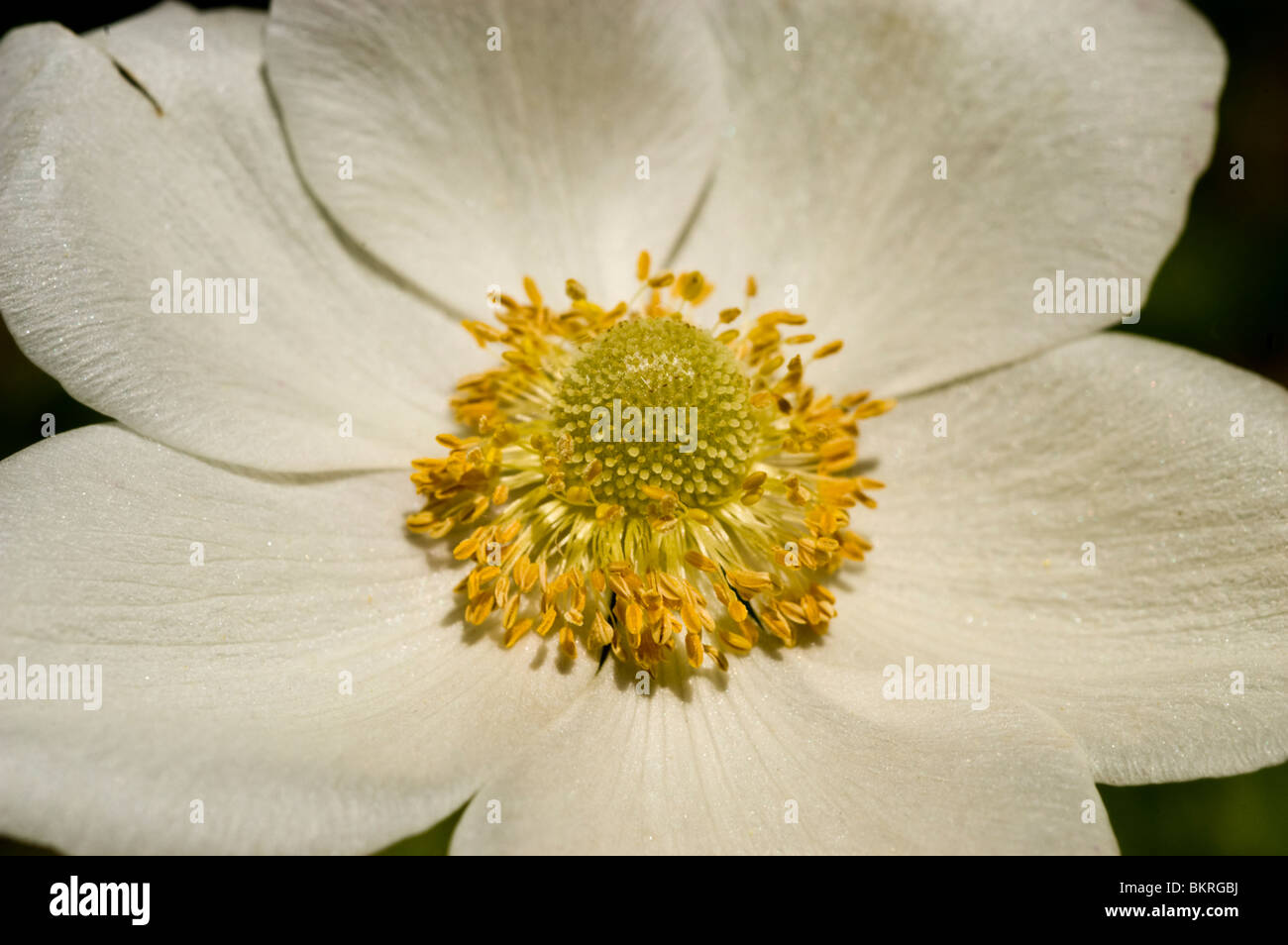 Anemone sylvestris, fleurs blanc jaune commun, l'anémone des bois, des bois, de fleurs sauvages dérive , Ranunculaceae, printemps Banque D'Images