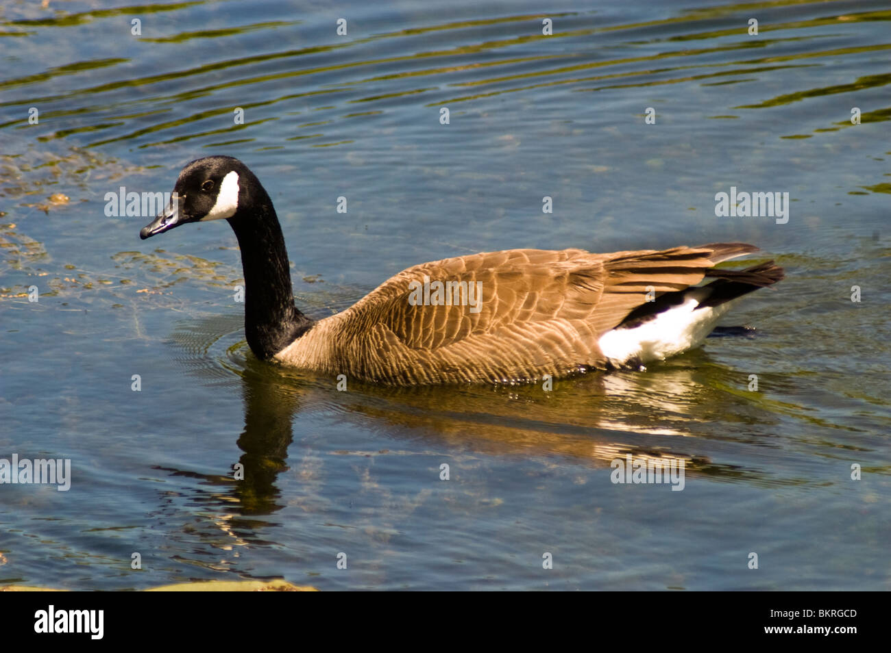 La Bernache du Canada, Branta canadensis dans de l'eau étang Banque D'Images