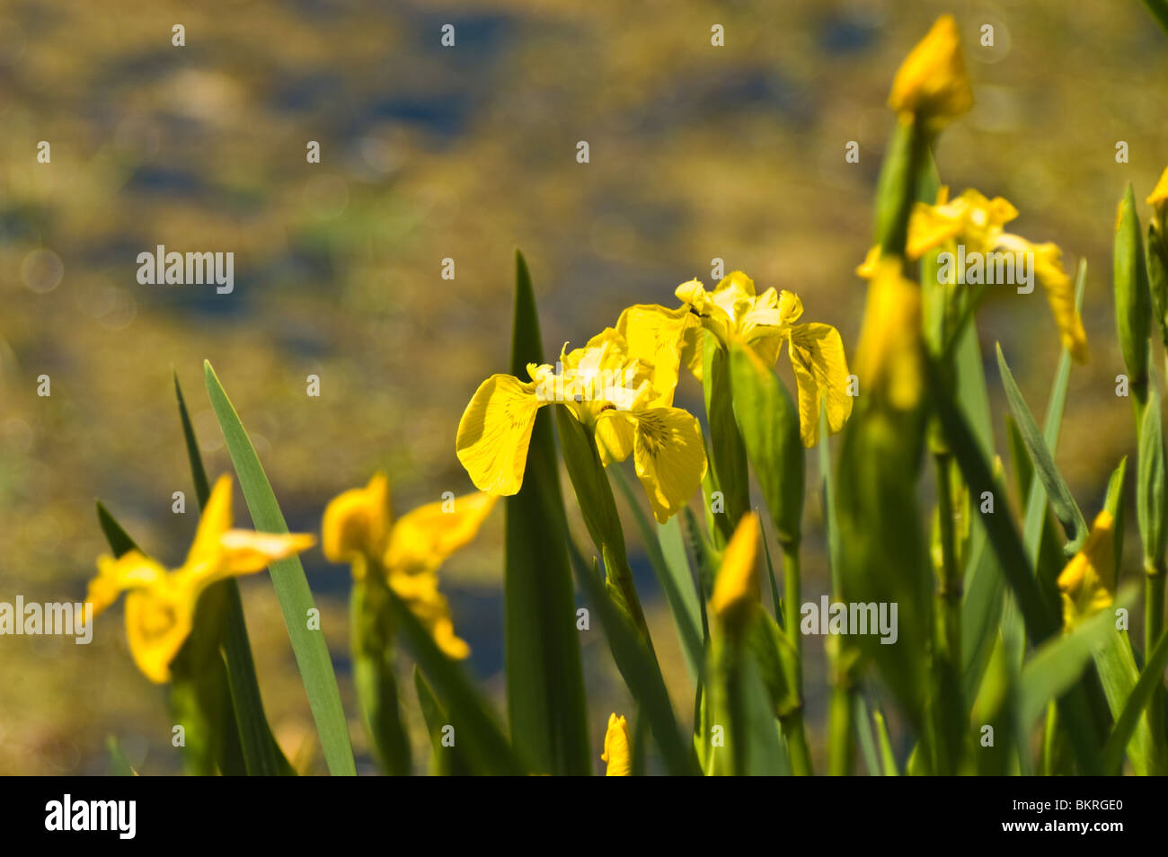 Beaucoup de fleurs d'iris jaune, Iris pseudacorus Banque D'Images